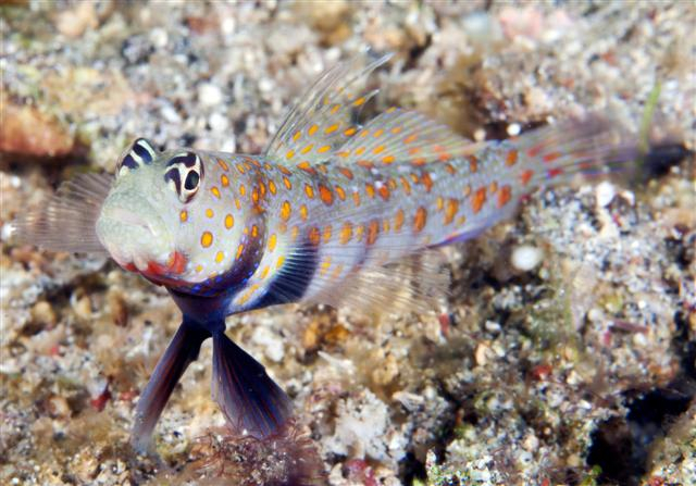  Amblyeleotris guttata (Orangespotted Prawn Goby)